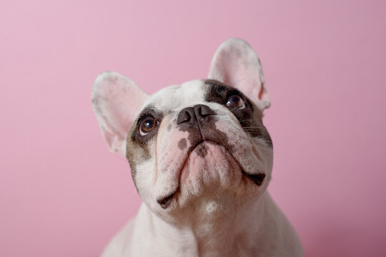 White French bulldog looks up. Dog on pink background. Sweet pet. Best friend. Copy space