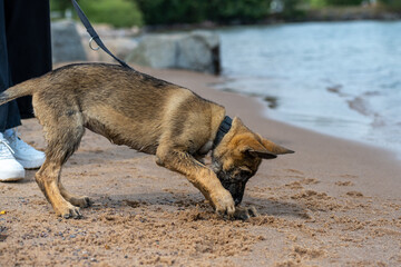 An eleven weeks old German Shepherd puppy playing on a sandy beach. Digging in the sand