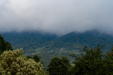 mountain meadow in the morning light, mountain valley in the fog on a grassy hill, the concept of freshness of nature.