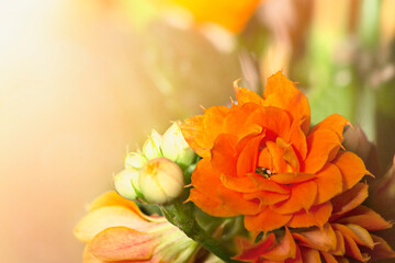 Orange Kalanchoe flowers on the abstract background. Closeup.