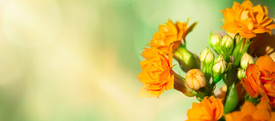 Orange Kalanchoe flowers on the abstract background. Banner.