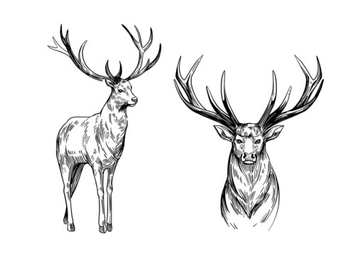 Deer sketch. Hand drawn illustration converted to vector. Black on transparent background