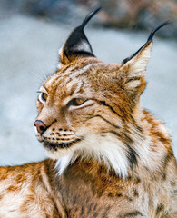 Lynx portrait 
