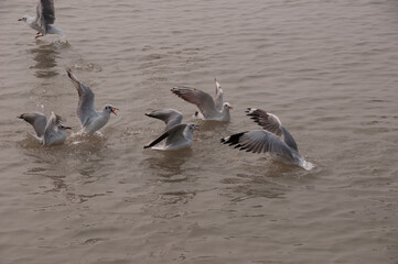 A natural scene of seagull flying and gliding over water