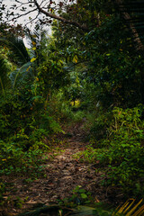 path through the jungle