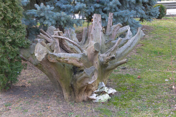 Close up shot of dead tree sculpture in the park