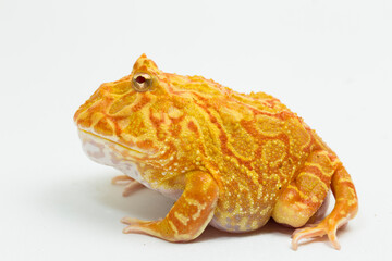 Pac man frog albino isolated on white background
