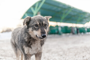 Naklejka premium A stray dog in winter. A portrait of large mixed-breed stray dog Sheepdog off to the side against a winter white background. Copy space. The dog's eyes search for its owner.