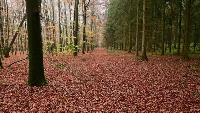 Walk along a forest path, beech forest on the right, spruce forest on the left, frontal tracking shot with gimbal, emsland, lower saxony, (fagus sylvatica, picea abies), germany