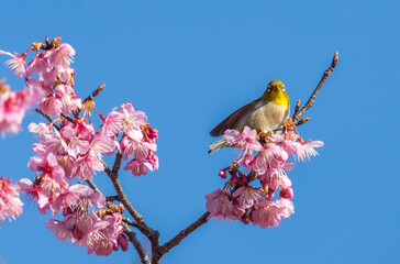 桜とメジロ