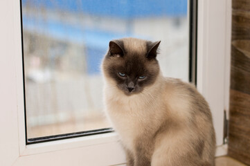 white-colored British Scottish cat sitting on the windowsill