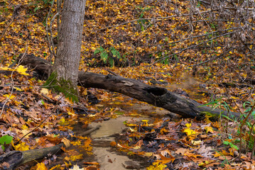 Fall landscape.