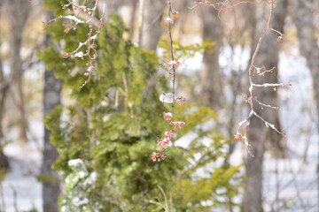北海道にいるシマエナガ