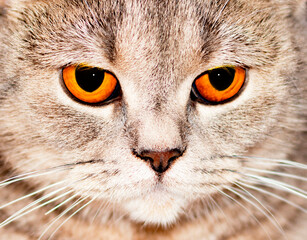 eyes close-up face (muzzle) silver-gold tabby Scottish cat chinchilla,