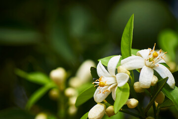 Obraz na płótnie Canvas Flor de naranjo, blanco contrastante con verde, flores pequeñas, aromáticas y con mucho nectar 