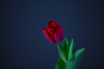 red tulip on black background