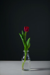red tulip on black background