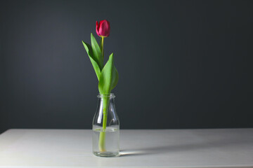 red tulip on black background