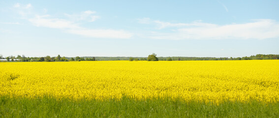 Spring rural landscape. View of the blooming rapeseed field and forest in the background on a clear sunny day. Agriculture, biotechnology, fuel, food industry, alternative energy, environment, nature