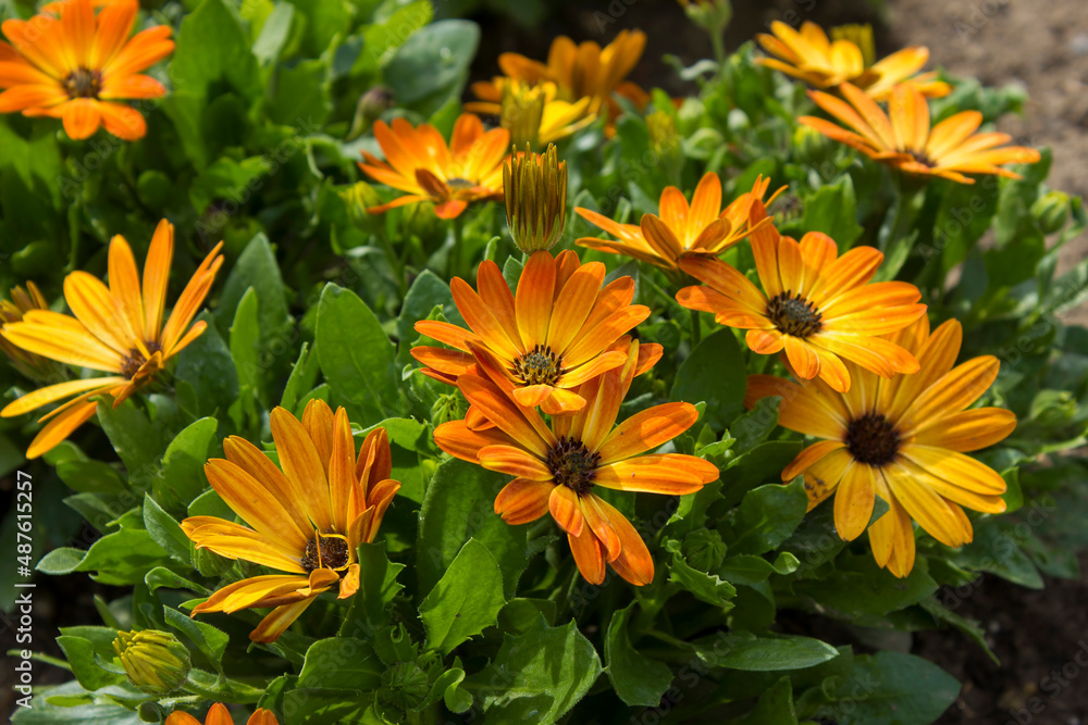 Wall mural calendula flowers in the garden