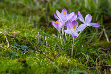 crocus - one of the first spring flowers