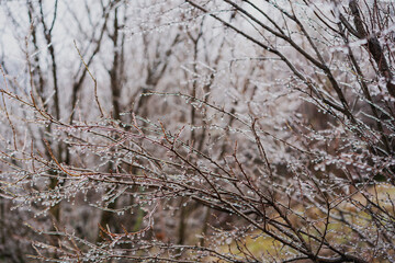 Beautiful nature background and tektura, frozen raindrops on bare branches. Global warming and environmental protection