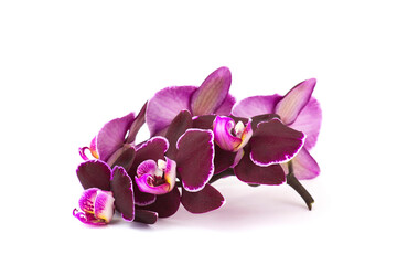 Beautiful purple orchid  -  phalaenopsis