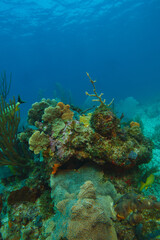 coral reef macro ,texture, abstract marine ecosystem background on a coral reef