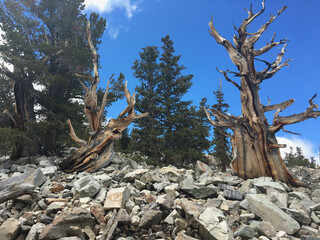 Bristlecone pines in Great Basin national park, Nevada.