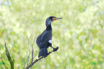 Phalacrocorax lucidus, white-breasted cormorant, massive black bird with webbed feet, long neck, curved beak sits high in a tree, migration of birds of family Phalacrocoracidae, wildlife protection