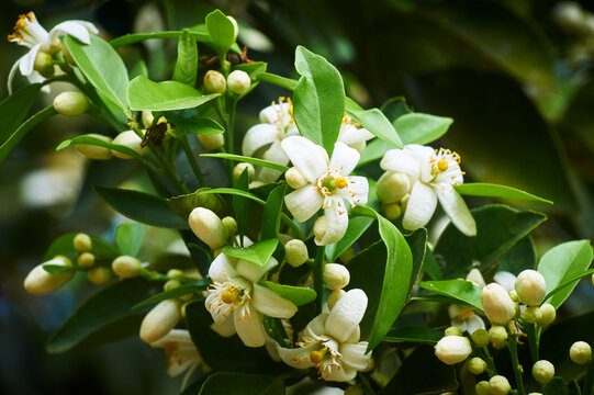 Flor de naranjo, blanco contrastante con verde, flores peque&ntilde;as, arom&aacute;ticas y con mucho nectar 