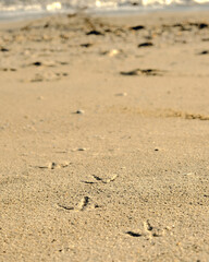 Fototapeta na wymiar Seagull footprints on the beach