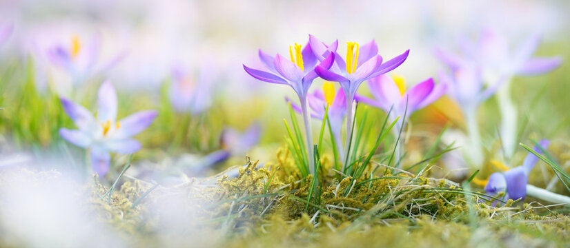 Blooming crocus flowers in a park. Early spring. Symbol of peace and joy, Easter concept. Landscaping, gardening, ecotourism, environmental conservation. Art, macrophotography. Floral pattern