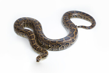 Snake Burmese Python molurus bivittatus isolated on white background
