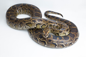 Snake Burmese Python molurus bivittatus isolated on white background

