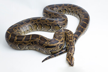 Snake Burmese Python molurus bivittatus isolated on white background
