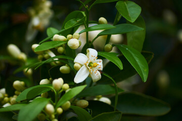 Fototapeta premium Flor de naranjo, blanco contrastante con verde, flores pequeñas, aromáticas y con mucho nectar 