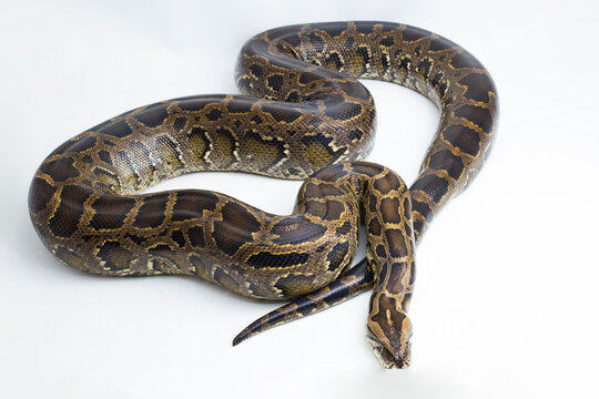 Snake Burmese Python molurus bivittatus isolated on white background
