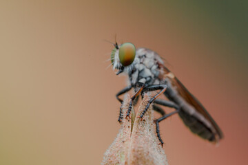 the robberfly is eating a small insect,
taken at close range (Macro) with a blurred background