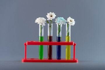Chrysanthemum buds in transparent test tubes with colored water. The process of coloring white flowers. Changing  white flowers into another color with food coloring.