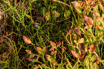 Bush of black berries in the meadow, black berries in the mountains in autumn season.