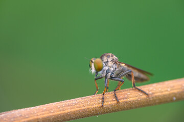 the robberfly is eating a small insect,
taken at close range (Macro) with a blurred background
