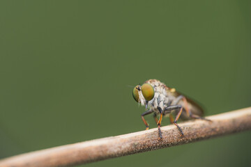 the robberfly is eating a small insect,
taken at close range (Macro) with a blurred background