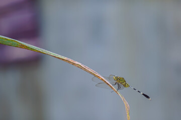 Fototapeta premium the robberfly is eating a small insect, taken at close range (Macro) with a blurred background