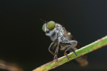 the robberfly is eating a small insect,
taken at close range (Macro) with a blurred background