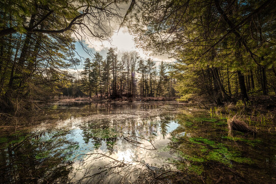 Leśne jeziorko z wyspą w parku angielskim koło Pokoju (województwo opolskie, Polska) w Borach Stobrawskich