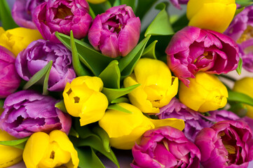 Closeup of a bunch of tulips. Purple,pink and yellow flowers. Spring background