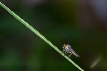 the robberfly is eating a small insect,
taken at close range (Macro) with a blurred background