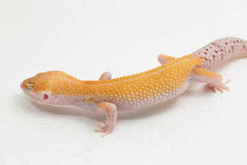Leopard gecko, Eublepharis macularius, on background
