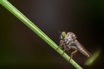 the robberfly is eating a small insect,
taken at close range (Macro) with a blurred background